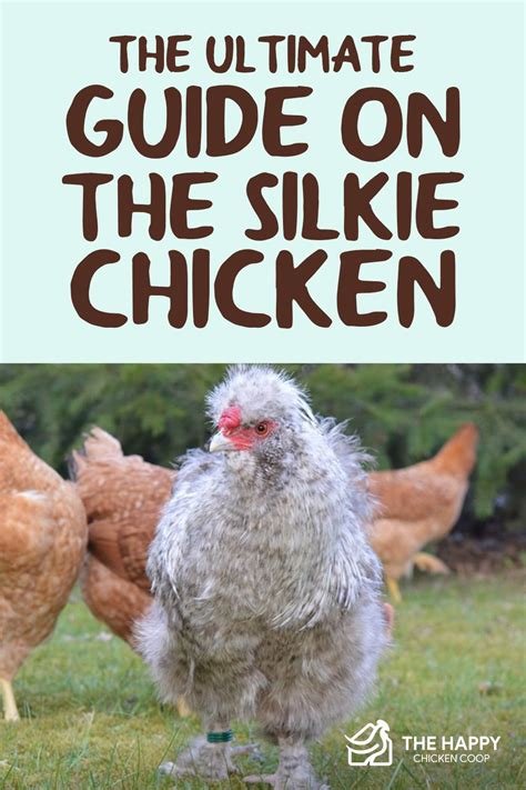 The Ultimate Guide on the Silkie Chicken - balustradellc