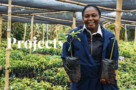 The Ultimate Guide to Afforestation - raincitystudios.com