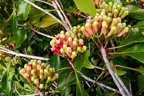 The Ultimate Guide to Clove Trees: Cultivation, … - balustradellc