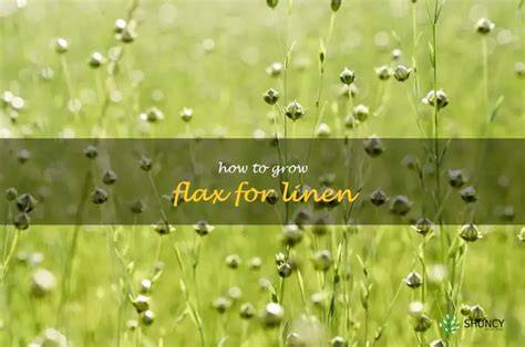 The Ultimate Guide To Cultivating Flax For High … - raincitystudios.com