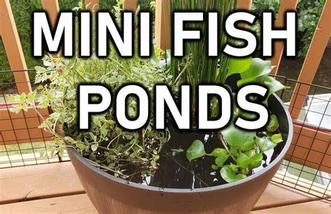 The Ultimate Guide To DIY Outdoor/Indoor Mini Fish … - raincitystudios.com