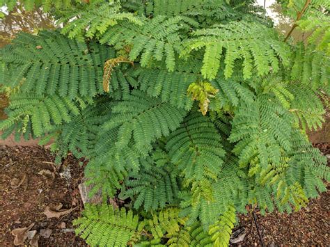 The Ultimate Guide to Growing and Caring for Leucaena leucocephala ... - balustradellc