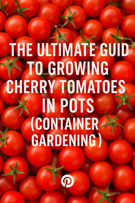 The Ultimate Guide to Growing Cherry Tomatoes - balustradellc