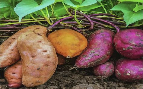 The Ultimate Guide to Growing Sweet Potatoes: How to Grow Sweet ... - balustradellc