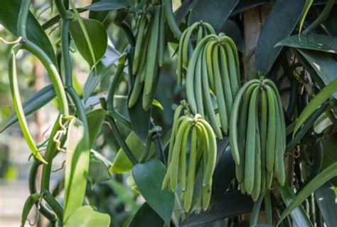 The Ultimate Guide to Growing Vanilla Beans at Home - balustradellc