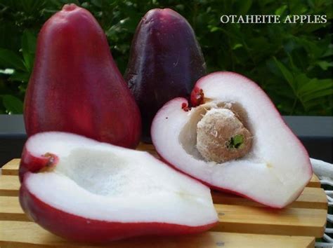 The Ultimate Guide to How to Grow Otaheite Apple from Seed - raincitystudios.com