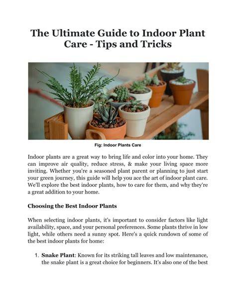 The Ultimate Guide to How to Plant Abaca: Tips and Tricks for Success - raincitystudios.com