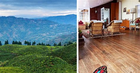 The Ultimate Guide to India's Best Tea Plantation … - balustradellc
