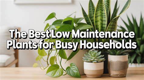 The Ultimate Guide to Low Maintenance … - raincitystudios.com
