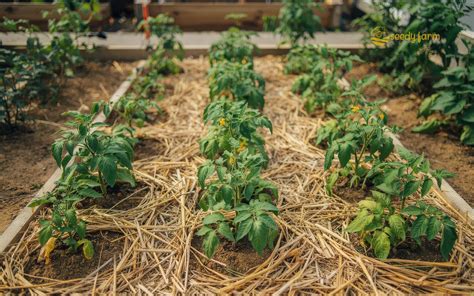 The Ultimate Guide to Mulching Tomato Plants for Pest … - balustradellc
