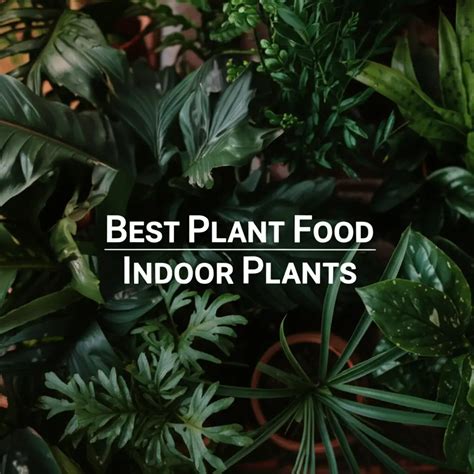 The Ultimate Guide to Plant Food for Indoor Plants: Best Picks - raincitystudios.com