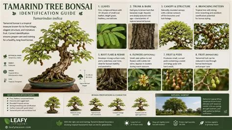 The Ultimate Guide To Tamarind Tree Care - Fruit Tree Hub - raincitystudios.com