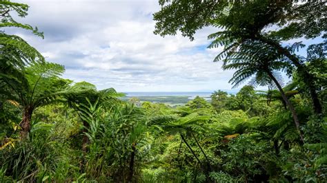 The Ultimate Guide to the Daintree Rainforest | About … - balustradellc