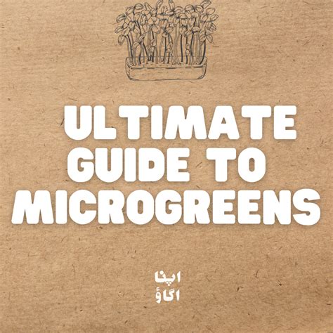 The Ultimate Microgreens Cultivation Guide: Tips for … - balustradellc
