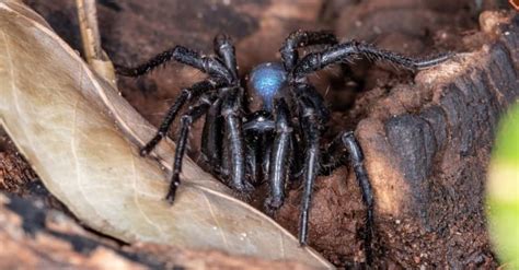 The underground world of spiders - Australian Geographic - muktibox.com