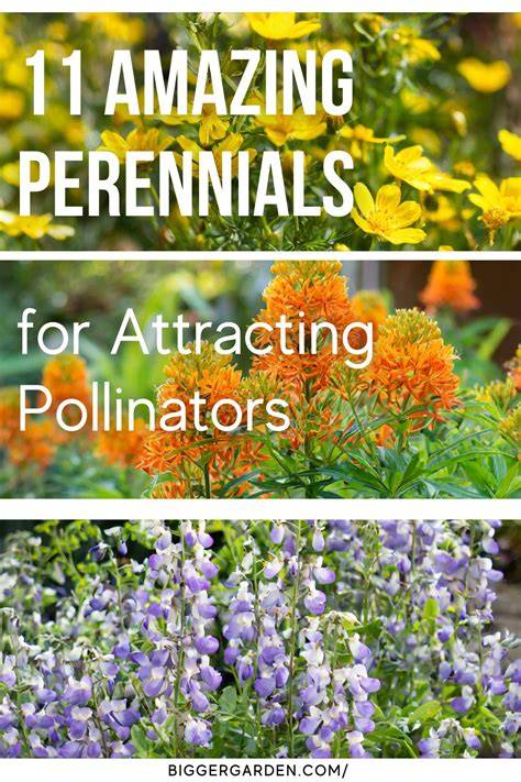 The underrated spring perennial that'll make your garden a pollinator ... - raincitystudios.com