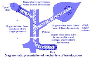 THE UPTAKE AND TRANSPORT OF WATER AND MINERAL IONS BY …