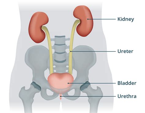 The Urinary Tract & How It Works - NIDDK - muktibox.com