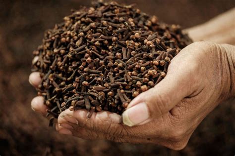 The Vague Scent of Clove for Farmers - wintechmobiles.com