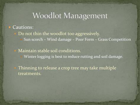 The Value of a Woodlot Management Plan - raincitystudios.com