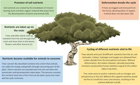 The Value Of Trees: Nutrient Cycling - Word Forest - raincitystudios.com