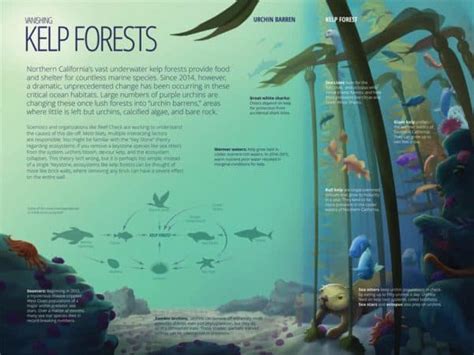 The Vanishing Kelp Forest - The Nature Conservancy - muktibox.com