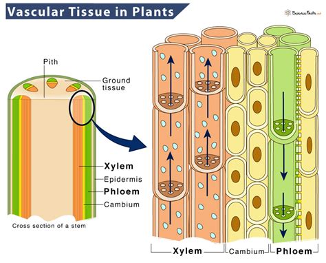 The vascular system in plant consist of 1.Xylem and phloem2.Xylem ... - muktibox.com