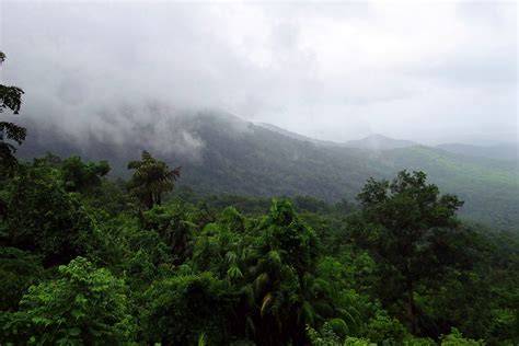 The vital importance of cloud forests - The … - raincitystudios.com