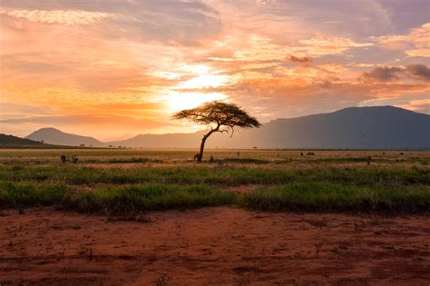 The vital role of African savanna landscapes in global climate action - balustradellc