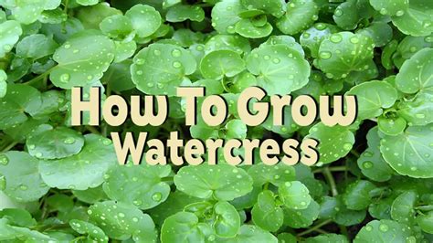 The Watercress Growing Guide - From Seed To Harvest To Health - balustradellc