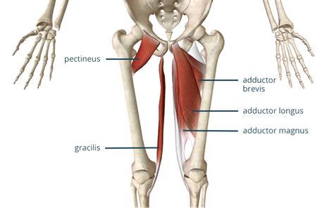 The Why and How of Training Your Hip Adductors - NIFS - balustradellc