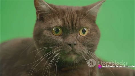 THE WOLF CAT - The Lykoi - YouTube …