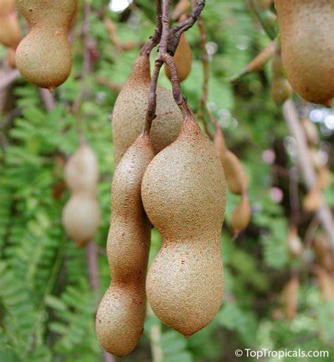The Wonderful World of Tamarind: From Planting to Plating - raincitystudios.com