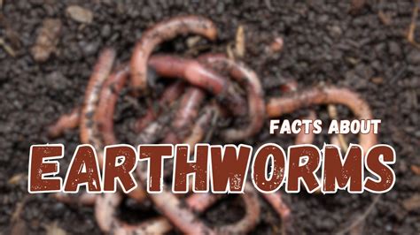 The wonders of earthworms & its vermicompost in farm production ... - muktibox.com