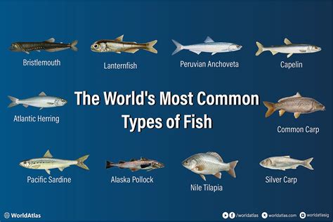 The World's Most Common Types Of Fish - WorldAtlas - raincitystudios.com