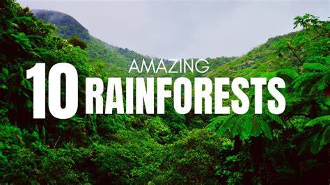 The world's most epic rainforests and where to stay - raincitystudios.com