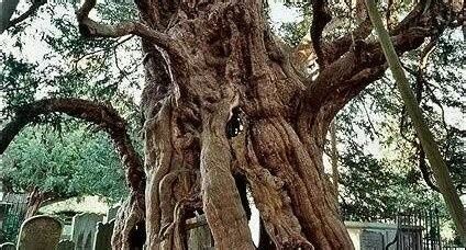 The world's oldest clove tree - BBC News - wintechmobiles.com