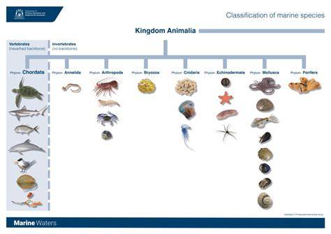The World Ocean: Classification of Marine Environments - raincitystudios.com