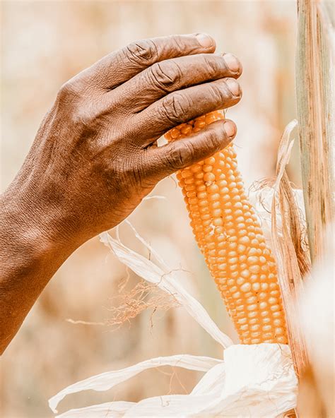 The Zero-Waste Materials Series — Cornstarch - raincitystudios.com