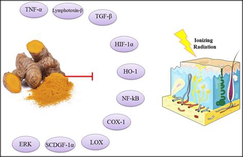 Therapeutic effects of turmeric or curcumin extract on pain and ... - balustradellc