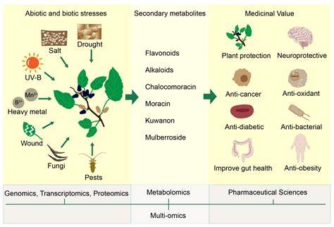 Therapeutic Potential of Mulberry and Its Resilience to Abiotic and ... - raincitystudios.com