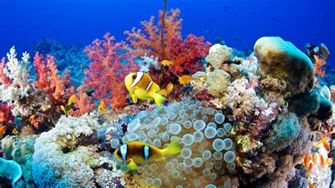These 11 Innovations Are Protecting Ocean Life - raincitystudios.com