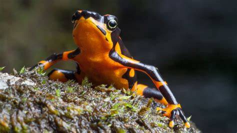 These animals offer key clues for environmental change - raincitystudios.com