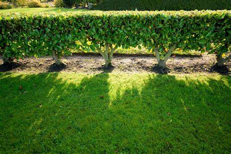 These Plants Make the Best Living Fences - Lifehacker - raincitystudios.com