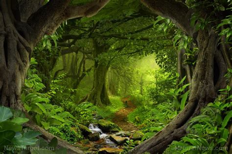 These Scientists Survey Rainforest Diversity Using … - balustradellc