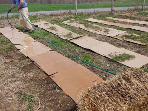 Thinking of creating a gravel garden or mulching with cardboard or ... - raincitystudios.com