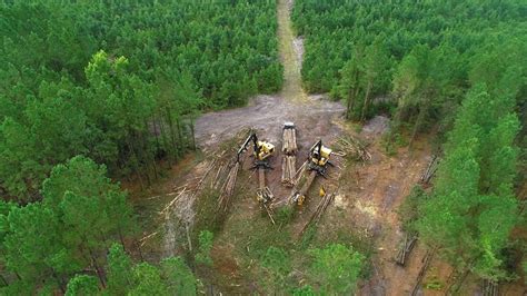 Thinning the Forest for the Trees - US Forest Service - balustradellc