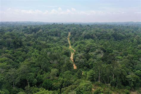 THIRTY HILLS, THE LAST LOWLAND FOREST … - raincitystudios.com