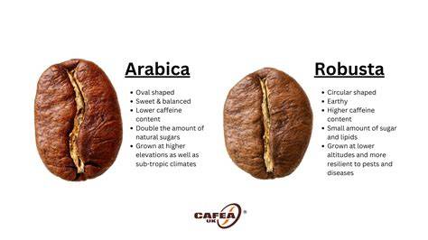 This is a Mistar clone of Robusta coffee located in West ... - raincitystudios.com