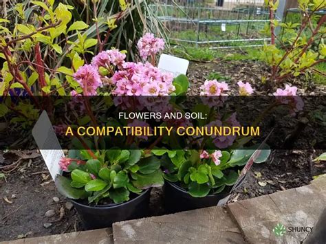 This is what happens when you plant flowers EVERYWHERE without ... - balustradellc